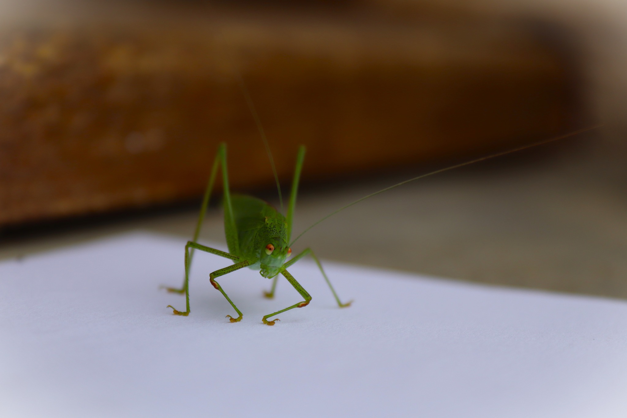 Photographie Angel'Studio